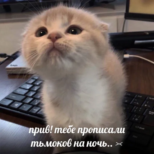 💋 Стикер «Пикчи для общения» для Telegram