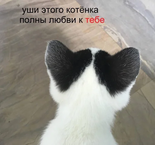 💗 Стикер «Пикчи для общения» для Telegram