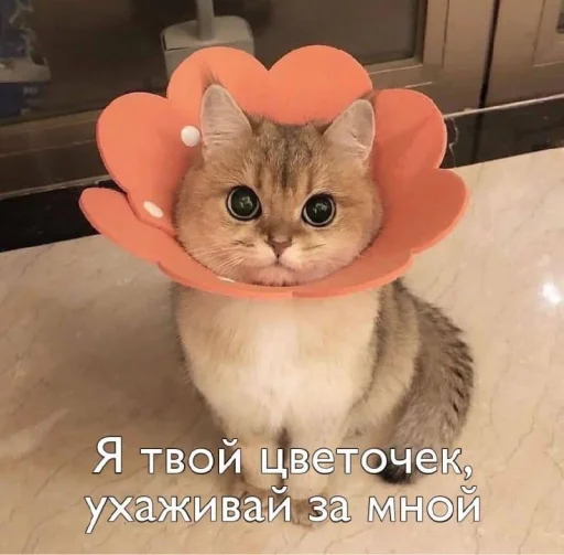 Стикерпак Пикчи для общения для Telegram