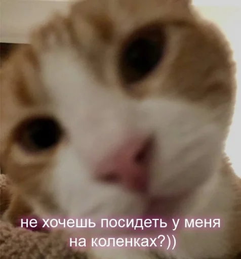 💗 Стикер «Пикчи для общения» для Telegram