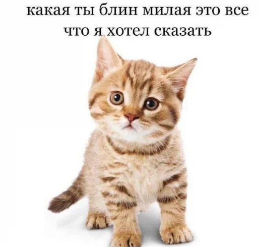 💗 Стикер «Пикчи для общения» для Telegram