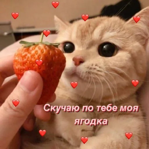 💗 Стикер «Пикчи для общения» для Telegram