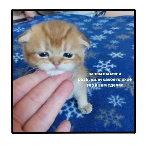 🕸 Стикер «Пички» для Telegram