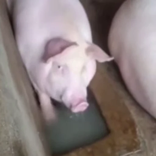 🫧 Стикер «piggies» для Telegram