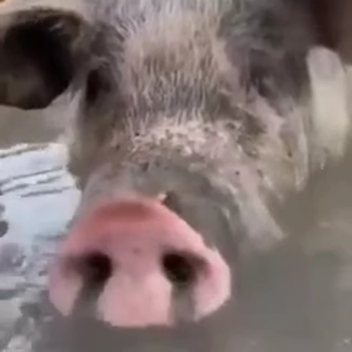 🫧 Стикер «piggies» для Telegram