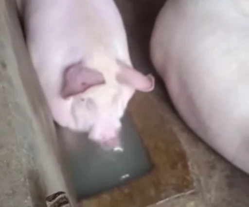 🐷 Стикер «piggies» для Telegram
