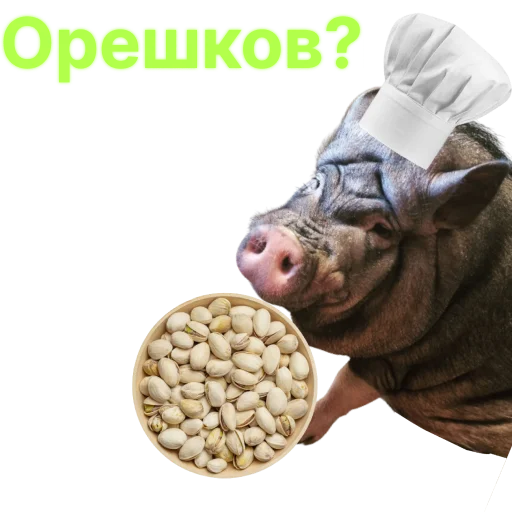 🥜 Стикер «Свинья-Кулинар» для Telegram