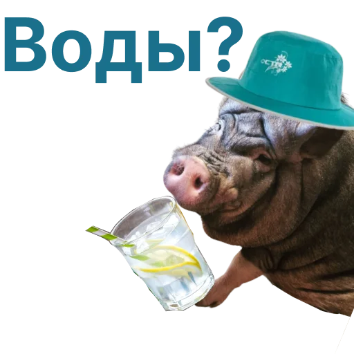 🥛 Стикер «Свинья-Кулинар» для Telegram