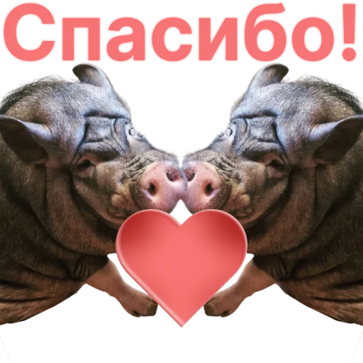 😊 Стикер «Свинья-Кулинар» для Telegram