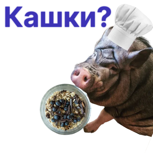 🍚 Стикер «Свинья-Кулинар» для Telegram