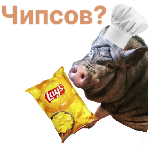 🥔 Стикер «Свинья-Кулинар» для Telegram