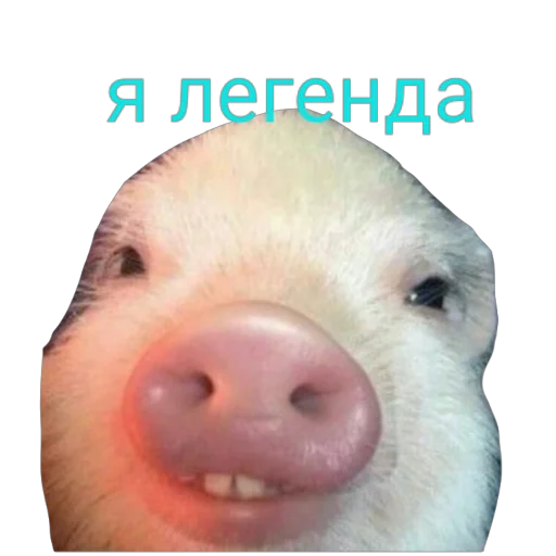😏 Стикер «Поросята» для Telegram