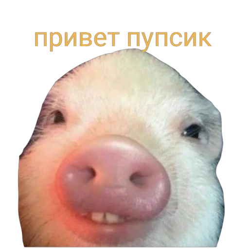 👋 Стикер «Поросята» для Telegram