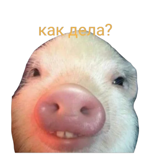 🤔 Стикер «Поросята» для Telegram