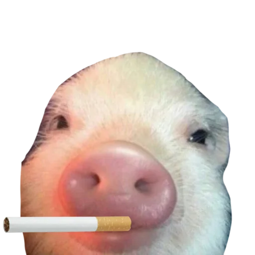 🚬 Стикер «Поросята» для Telegram