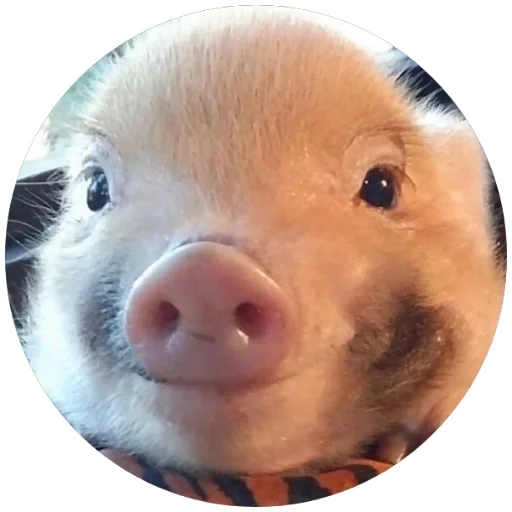 😊 Стикер «Свиньи» для Telegram