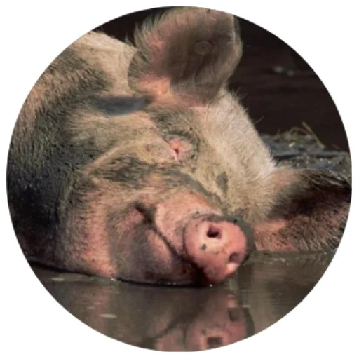 💤 Стикер «Свиньи» для Telegram