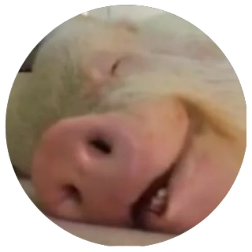😚 Стикер «Свиньи» для Telegram