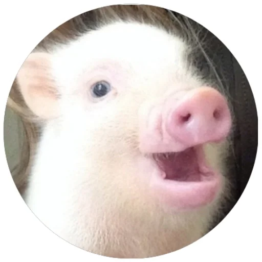 😋 Стикер «Свиньи» для Telegram