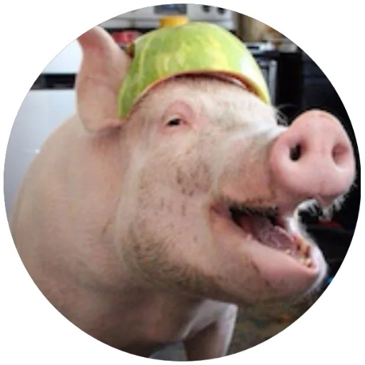🍉 Стикер «Свиньи» для Telegram