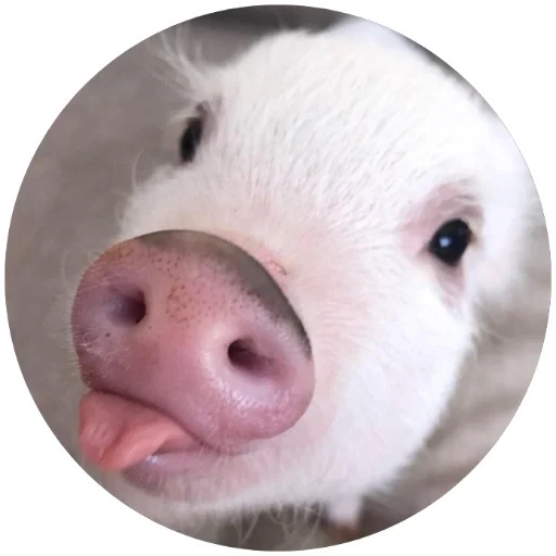 😜 Стикер «Свиньи» для Telegram