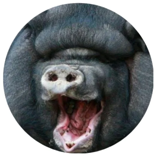 😆 Стикер «Свиньи» для Telegram