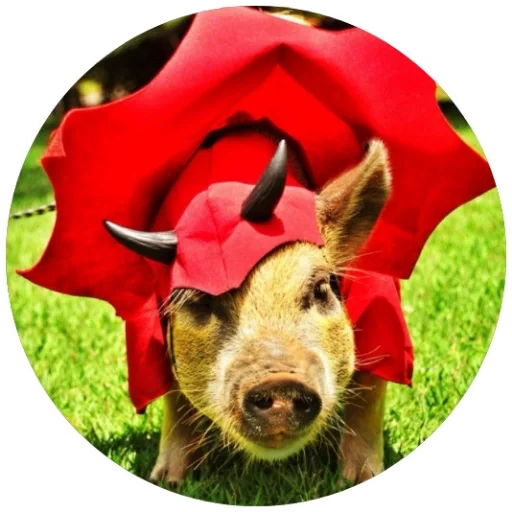 😈 Стикер «Свиньи» для Telegram
