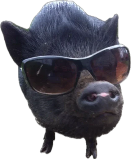🐽 Стикер «pigspack» для Telegram