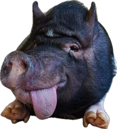 🐽 Стикер «pigspack» для Telegram