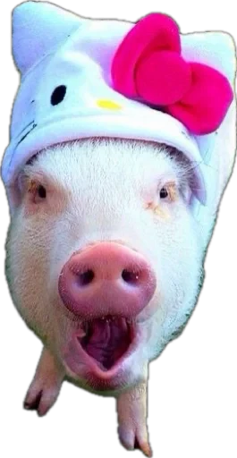 🤩 Стикер «pigspack» для Telegram