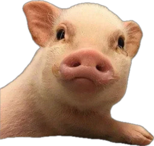 🐽 Стикер «pigspack» для Telegram