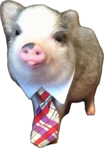 🤩 Стикер «pigspack» для Telegram