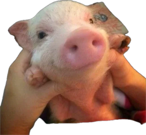 🐽 Стикер «pigspack» для Telegram