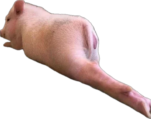 🐽 Стикер «pigspack» для Telegram