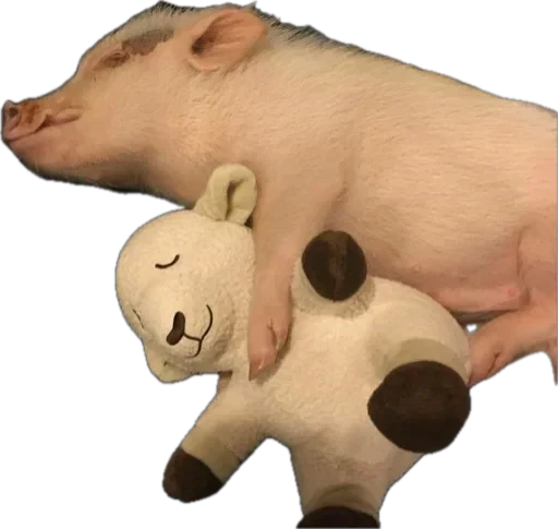 🐽 Стикер «pigspack» для Telegram