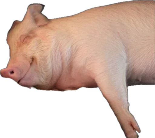 🐽 Стикер «pigspack» для Telegram