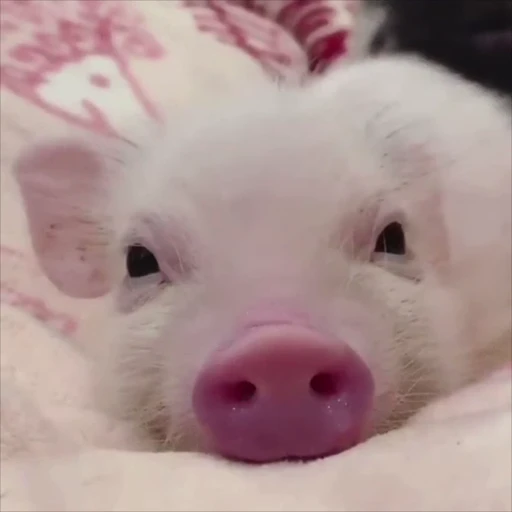🐽 Стикер «pigspack» для Telegram