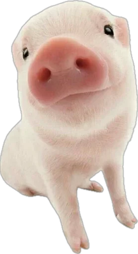 🤩 Стикер «pigspack» для Telegram