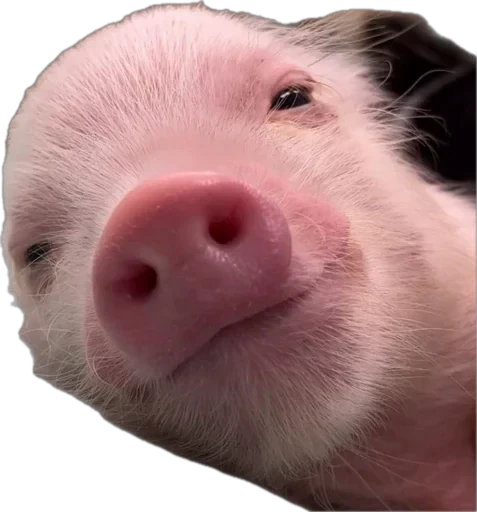 🐽 Стикер «pigspack» для Telegram