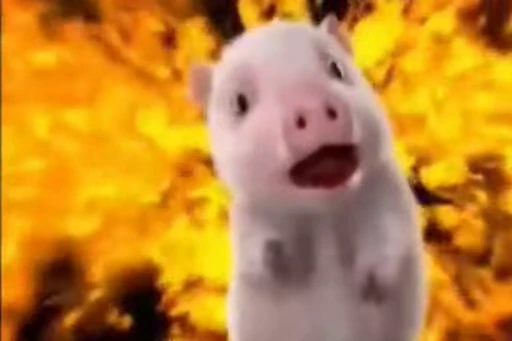 🐽 Стикер «pigspack» для Telegram