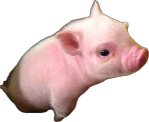 🤩 Стикер «pigspack» для Telegram