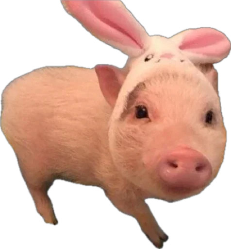 🐽 Стикер «pigspack» для Telegram