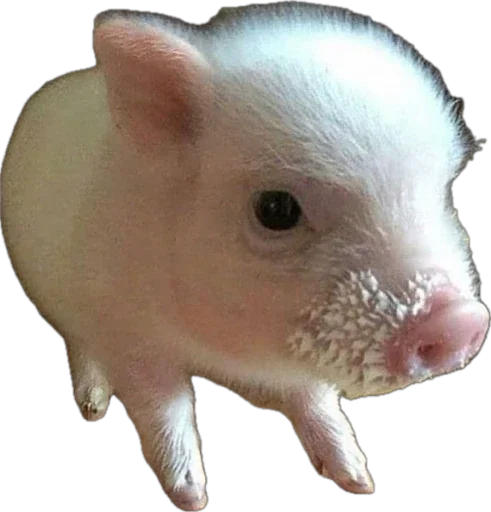 🐽 Стикер «pigspack» для Telegram