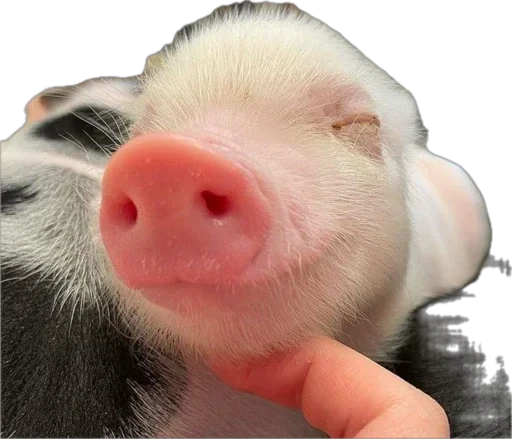 🐽 Стикер «pigspack» для Telegram