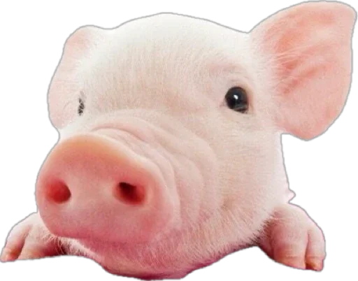Стикерпак pigspack для Telegram