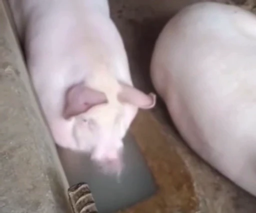 🐽 Стикер «pigspack» для Telegram