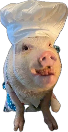 🐽 Стикер «pigspack» для Telegram