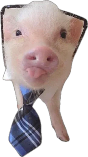 🐽 Стикер «pigspack» для Telegram