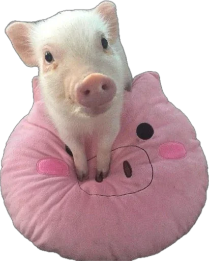🐽 Стикер «pigspack» для Telegram