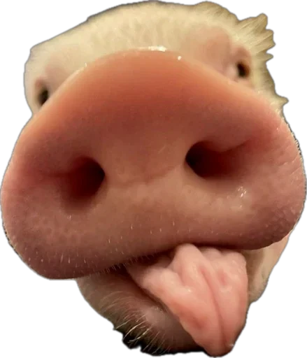 🐽 Стикер «pigspack» для Telegram